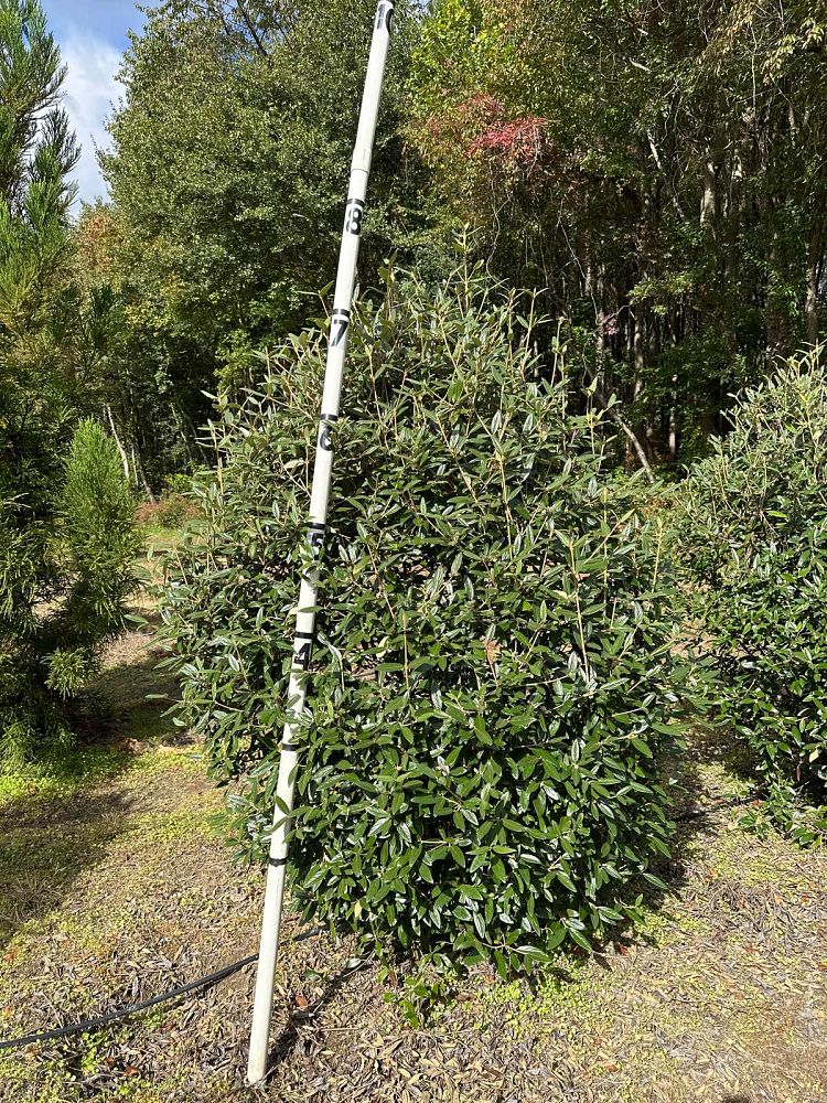 viburnum-x-pragense-prague-viburnum