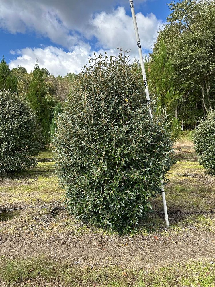 viburnum-x-pragense-prague-viburnum