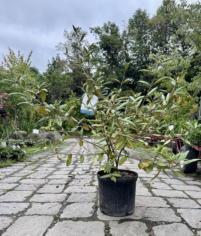 viburnum-x-pragense-prague-viburnum