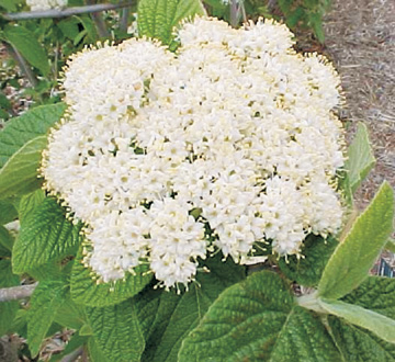 viburnum-x-rhytidophylloides-alleghany-lantanaphyllum-viburnum