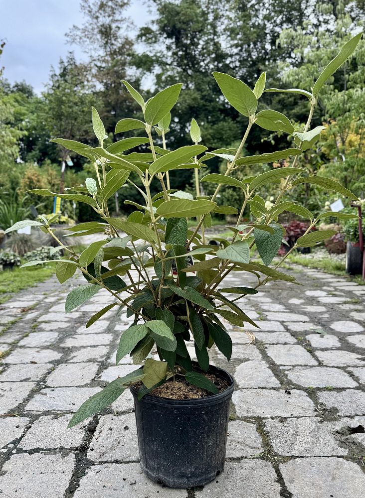 viburnum-x-rhytidophylloides-alleghany-lantanaphyllum-viburnum