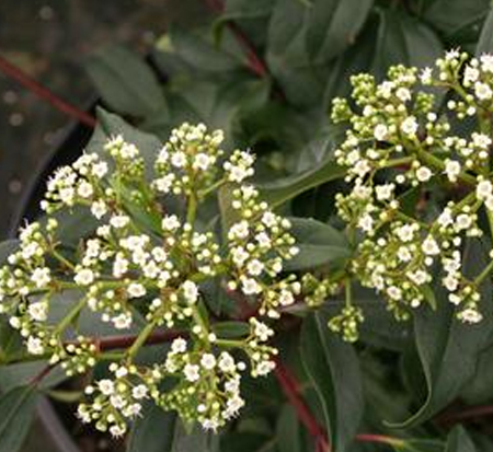 viburnum-x-spg-3-024-moonlit-lace-reg-viburnum