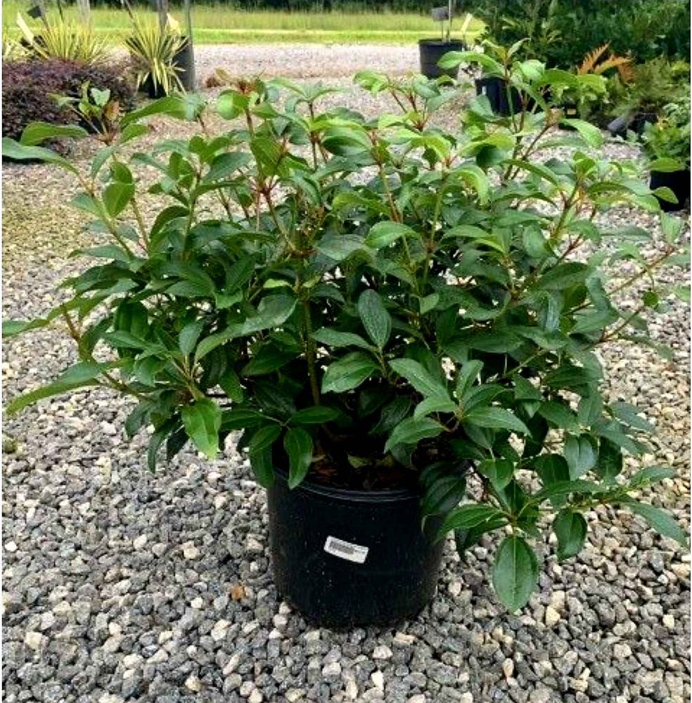 viburnum-x-spg-3-024-moonlit-lace-reg-viburnum