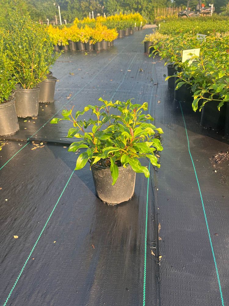 viburnum-x-spg-3-024-moonlit-lace-reg-viburnum