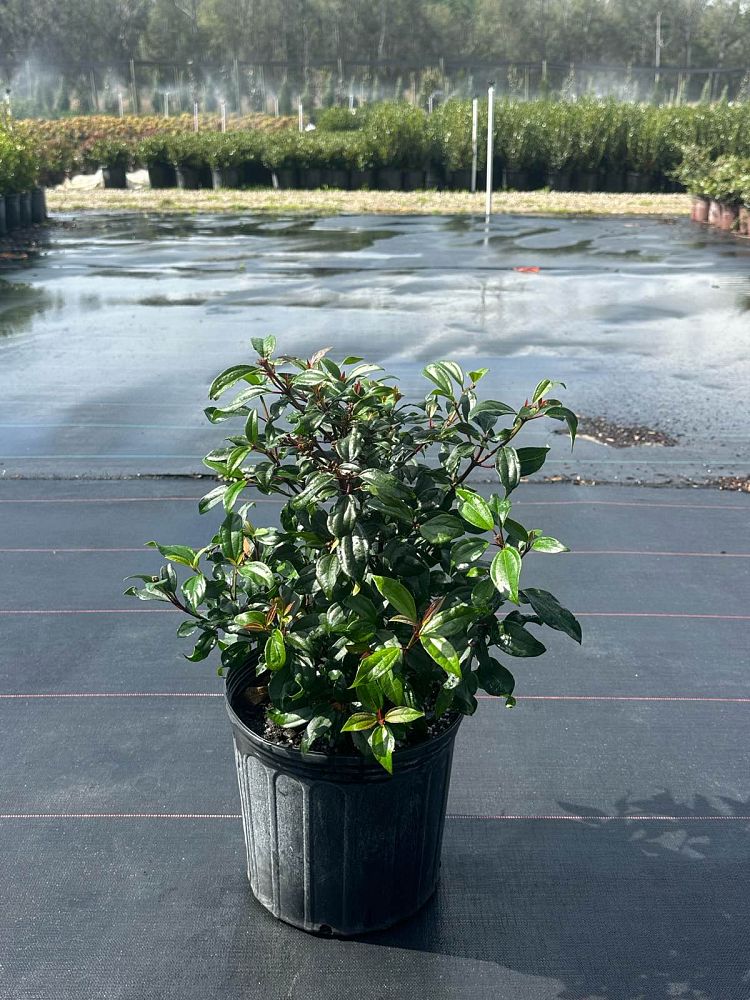 viburnum-x-spg-3-024-moonlit-lace-reg-viburnum