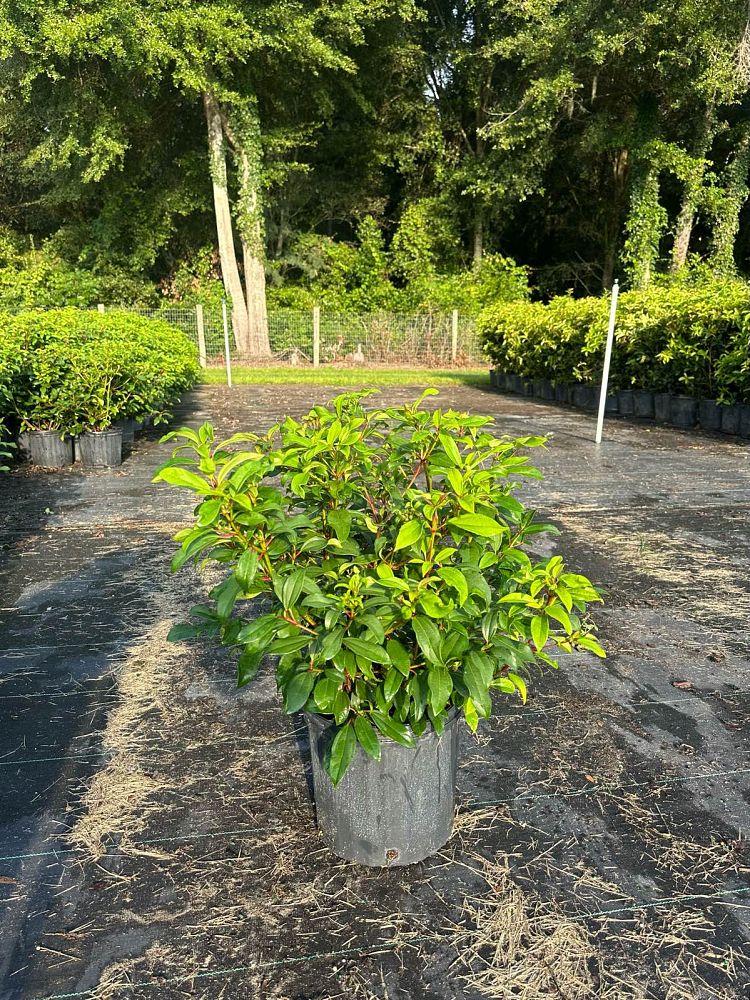 viburnum-x-spg-3-024-moonlit-lace-reg-viburnum