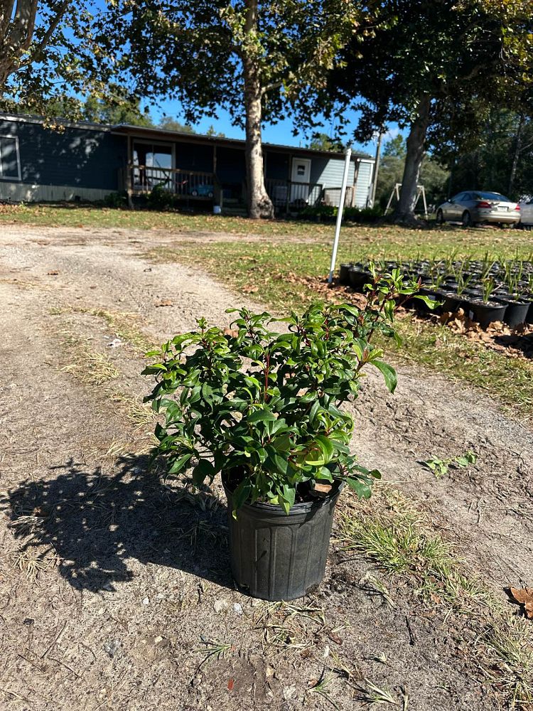 viburnum-x-spg-3-024-moonlit-lace-reg-viburnum