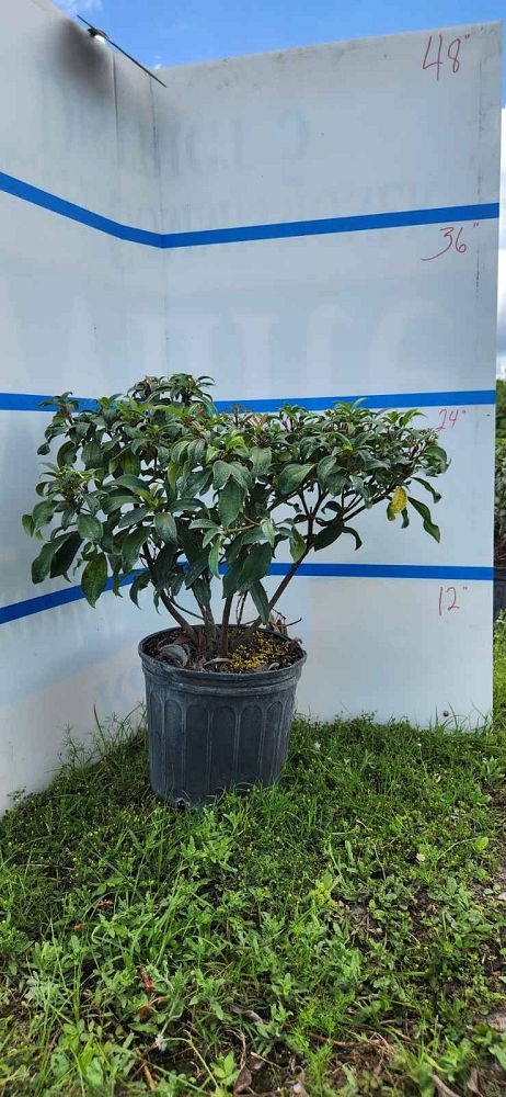 viburnum-x-spg-3-024-moonlit-lace-reg-viburnum