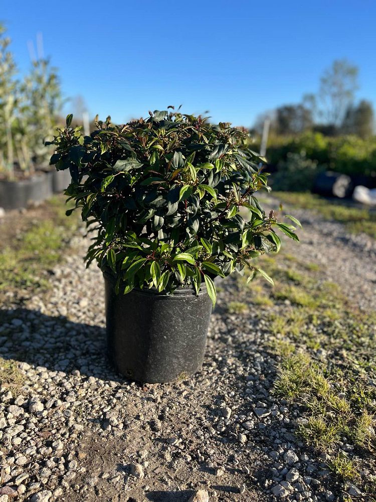 viburnum-x-spg-3-024-moonlit-lace-reg-viburnum