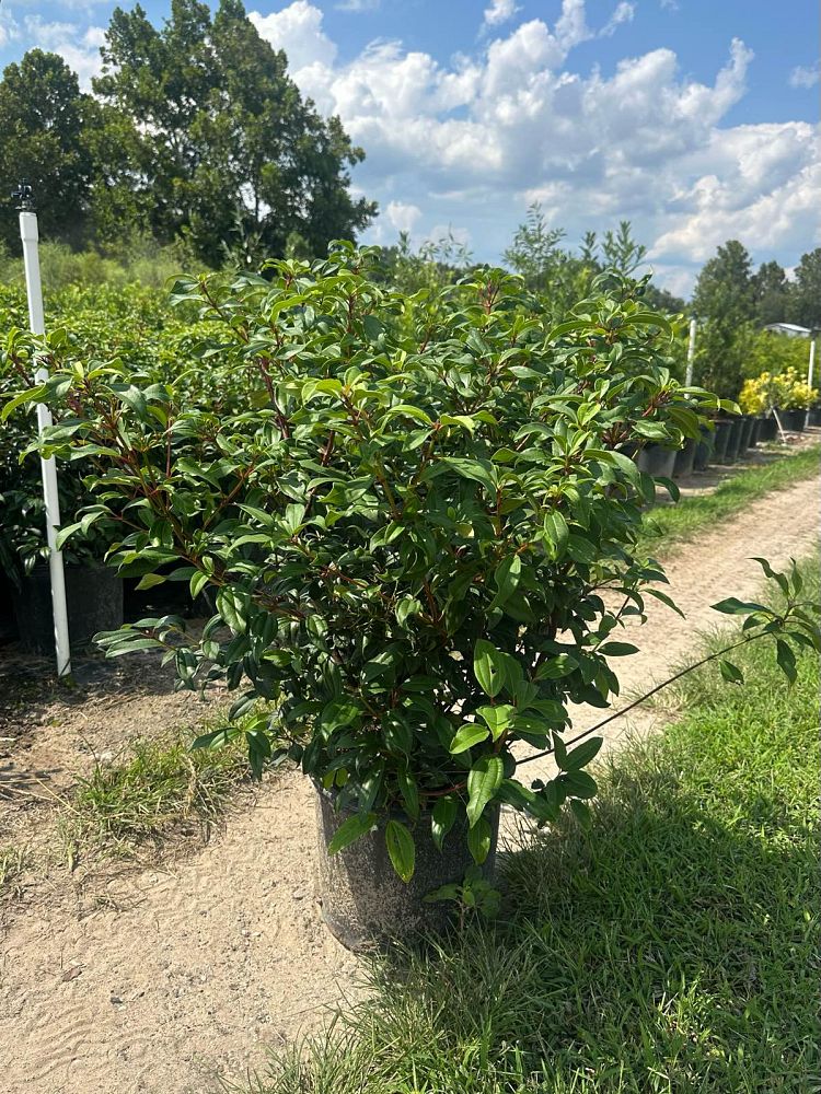 viburnum-x-spg-3-024-moonlit-lace-reg-viburnum