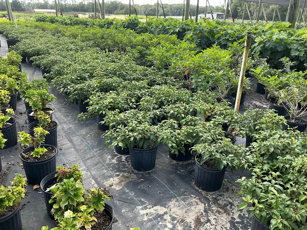 viburnum-x-spg-3-024-moonlit-lace-reg-viburnum