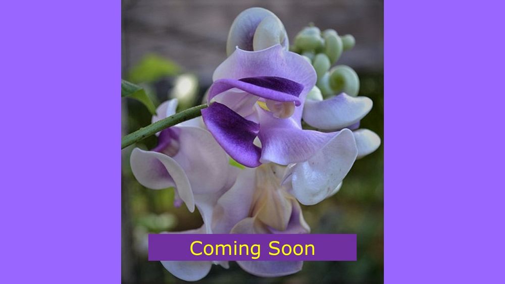 vigna-caracalla-corkscrew-flower-snail-vine