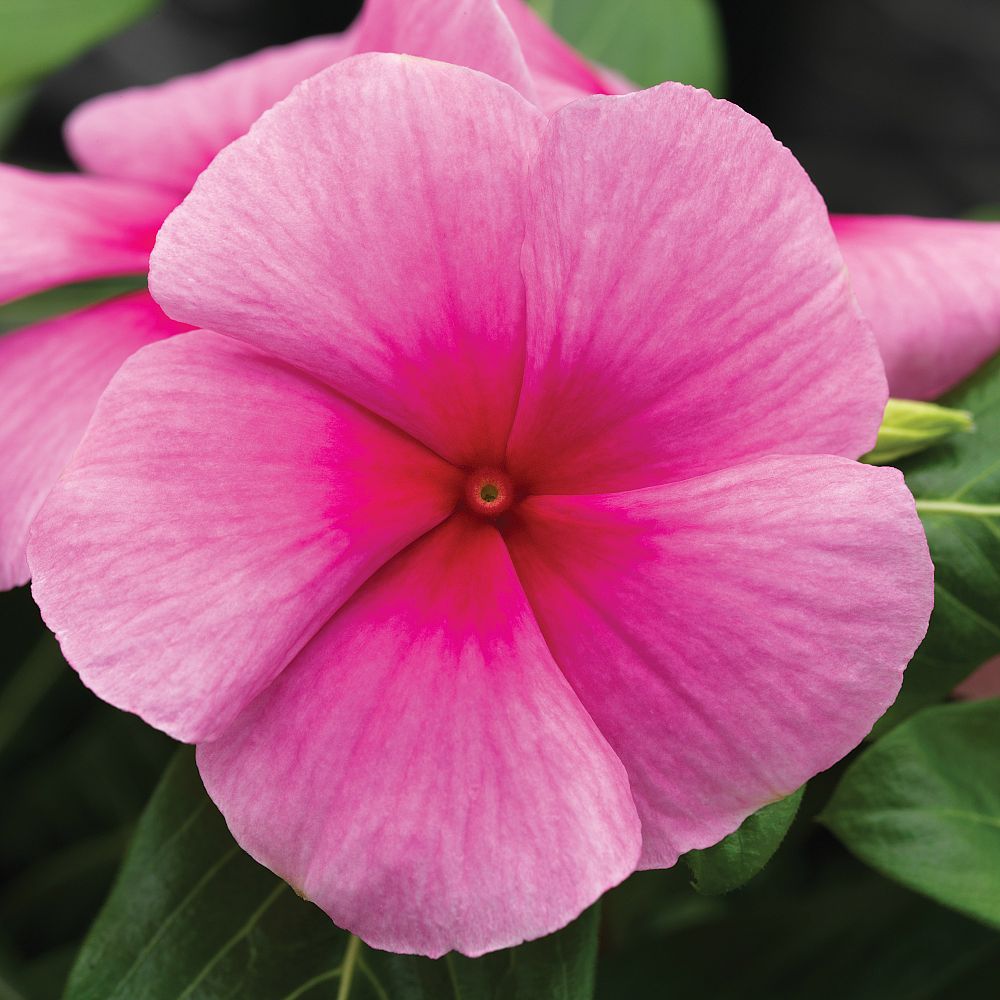 vinca-cascade-strawberry