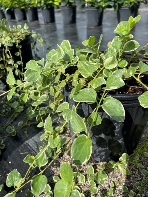 vinca-major-variegata-greater-periwinkle