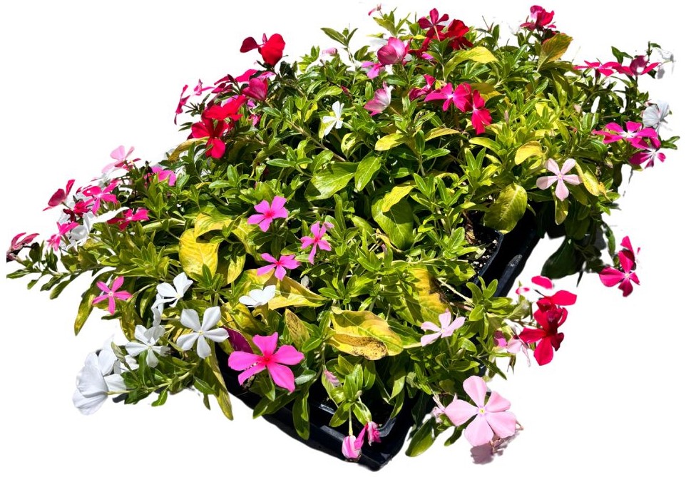 vinca-minor-illumination-creeping-myrtle-flower-of-death-common-periwinkle