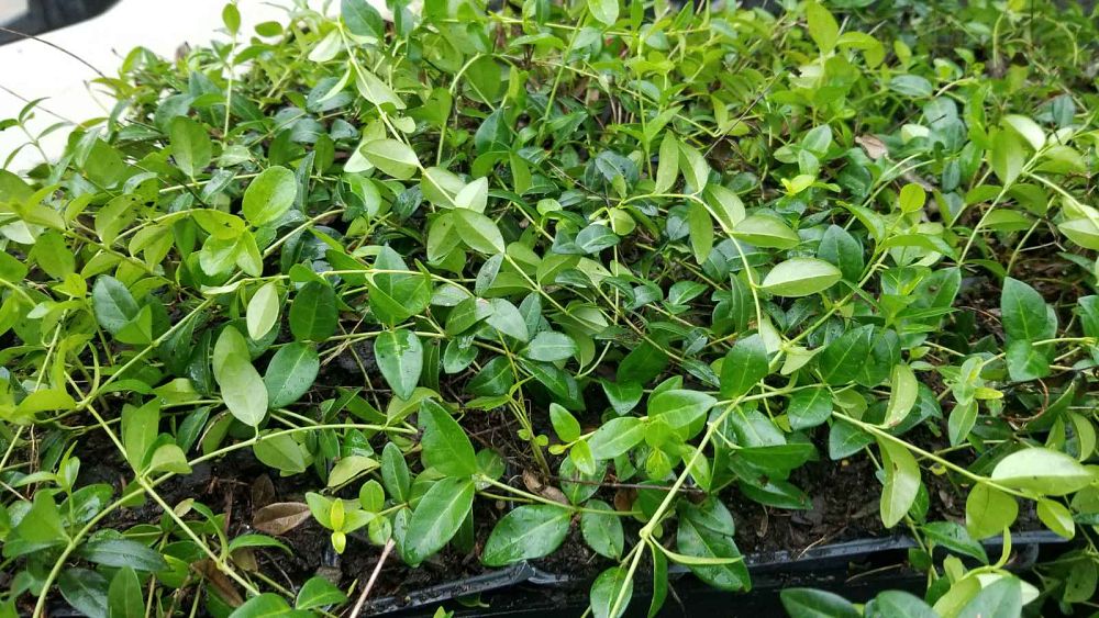 vinca-minor-periwinkle