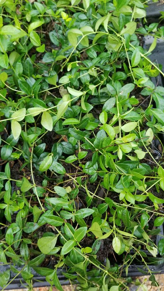 vinca-minor-periwinkle