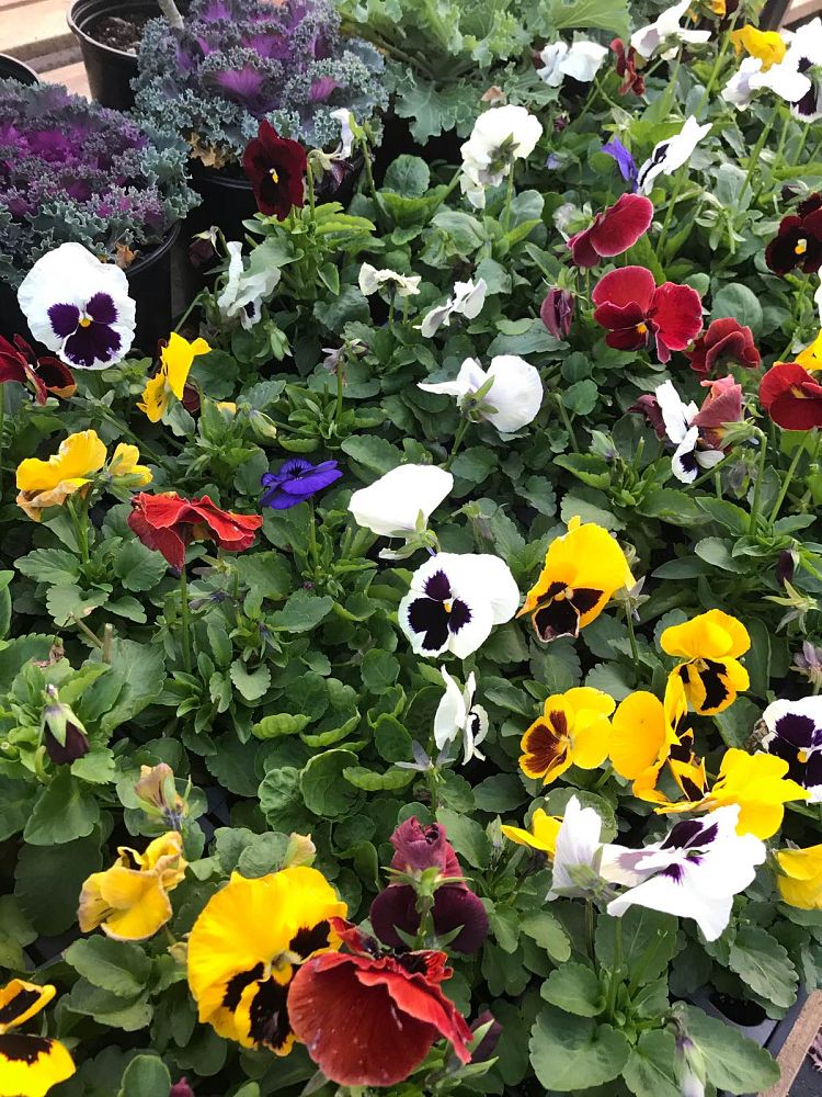 viola-cornuta-formula-mix-horned-violet-horned-pansy