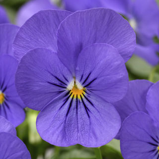 viola-cornuta-penny-blue-horned-violet-horned-pansy
