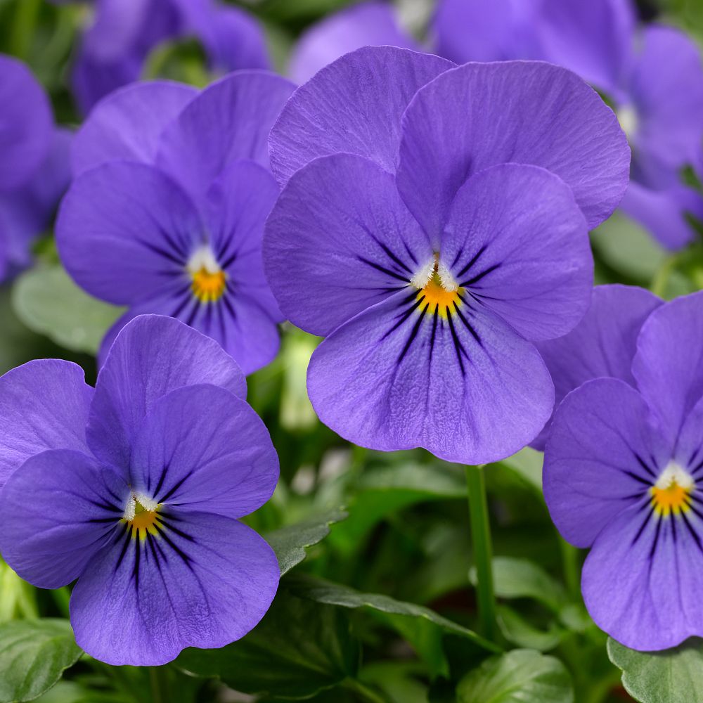 viola-cornuta-penny-blue-horned-violet-horned-pansy