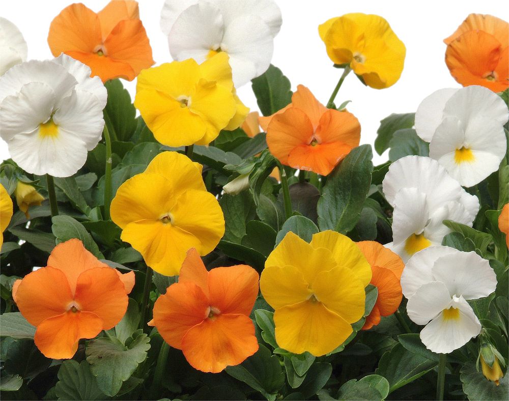 viola-cornuta-penny-citrus-mix-horned-violet-horned-pansy