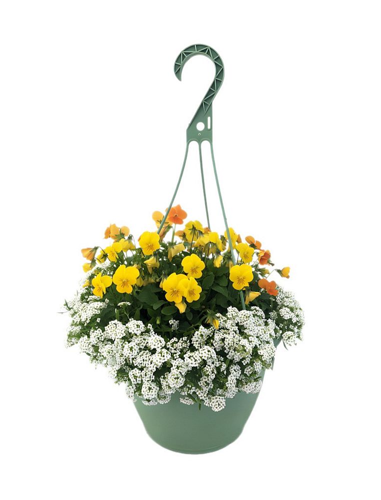 viola-cornuta-penny-citrus-mix-horned-violet-horned-pansy