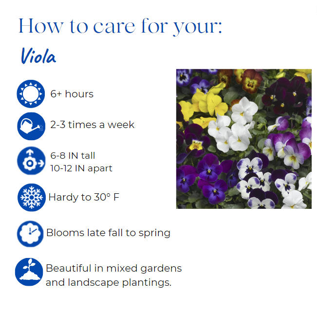 viola-cornuta-penny-clear-yellow-horned-violet-horned-pansy