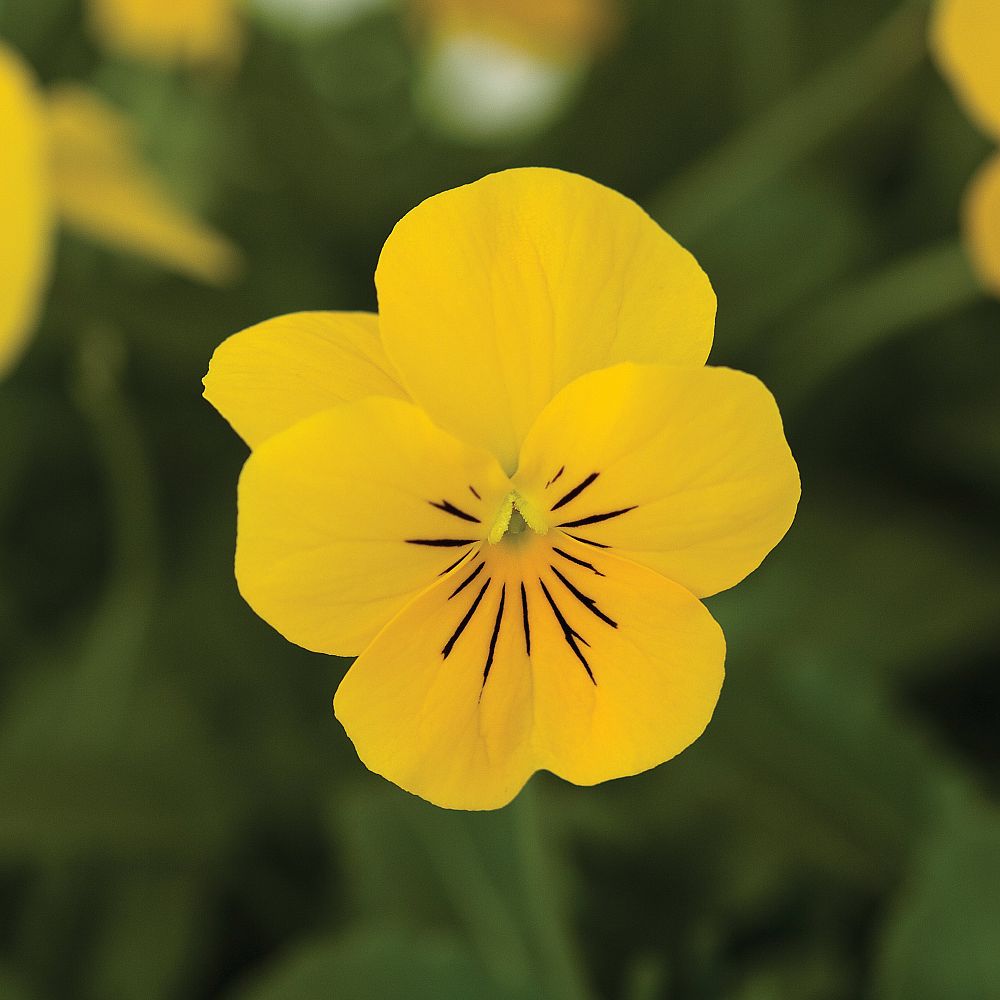 viola-cornuta-penny-clear-yellow-horned-violet-horned-pansy