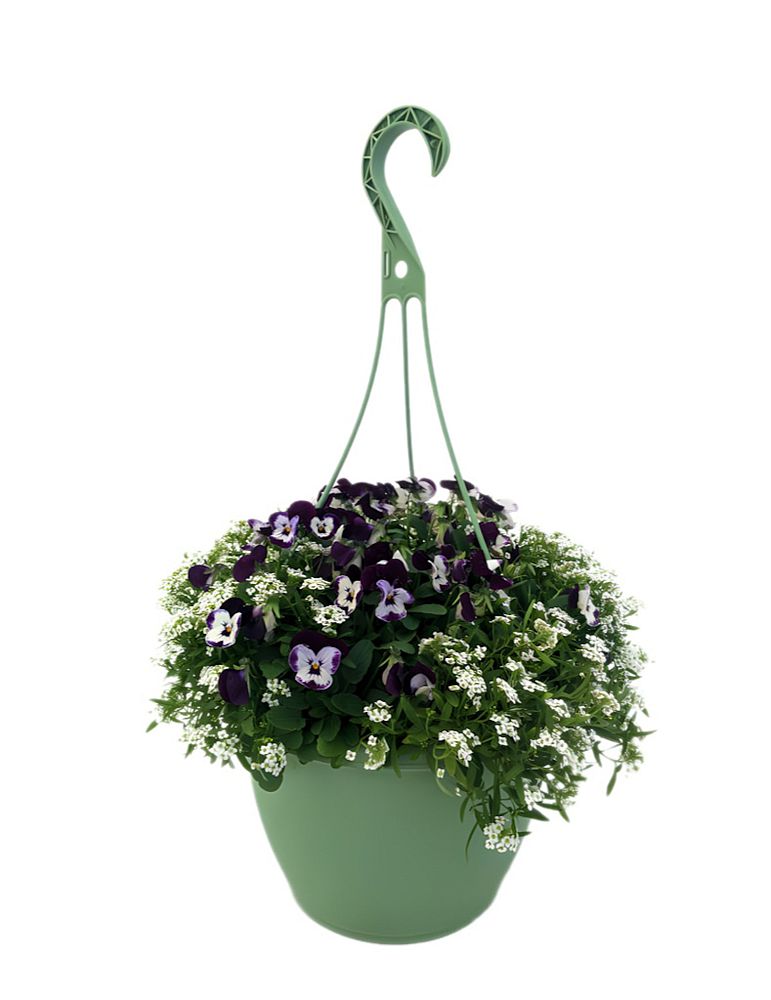 viola-cornuta-penny-mickey-horned-violet-horned-pansy