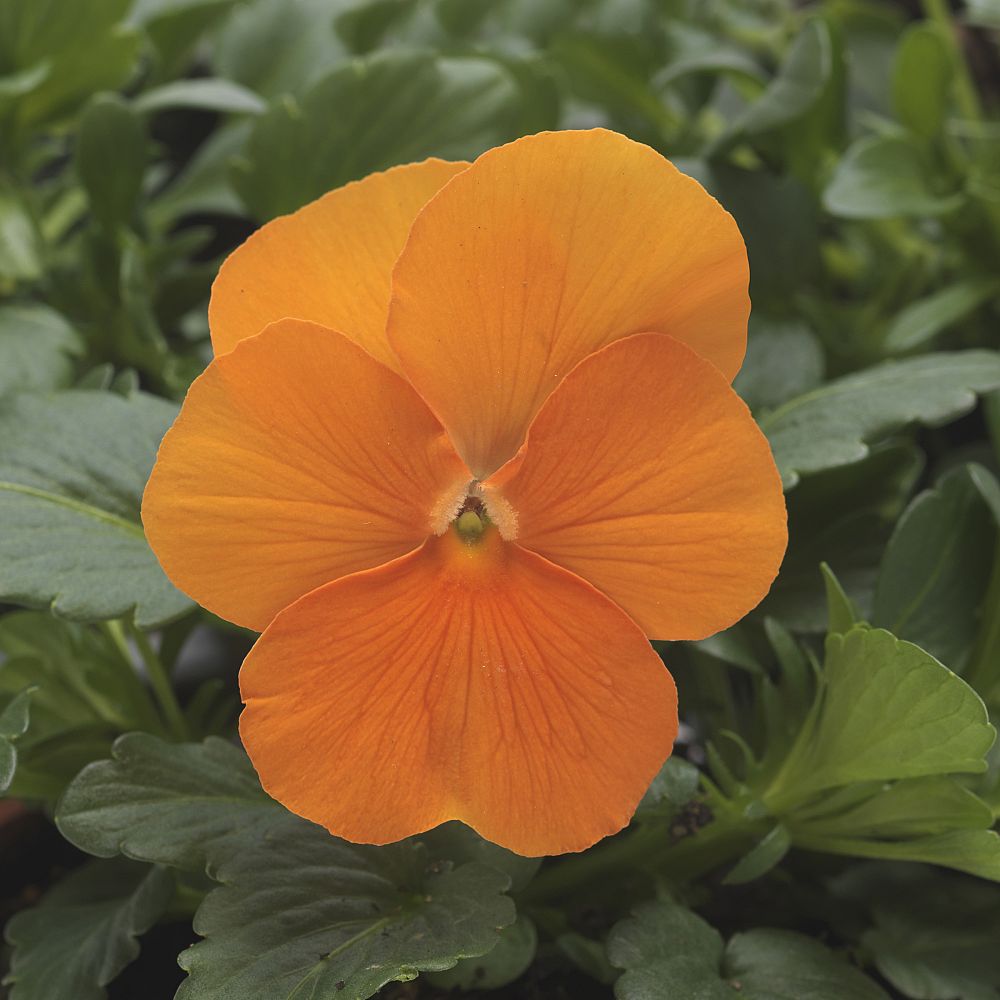 viola-cornuta-penny-orange-horned-violet-horned-pansy