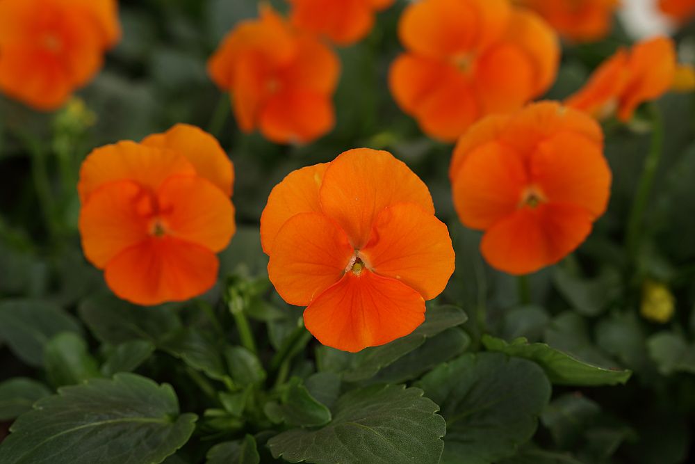 viola-cornuta-penny-orange-horned-violet-horned-pansy