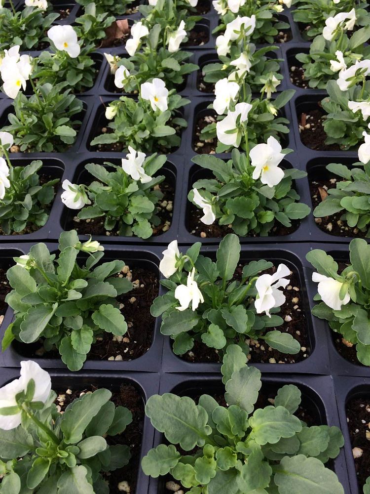 viola-cornuta-penny-white-horned-violet-horned-pansy
