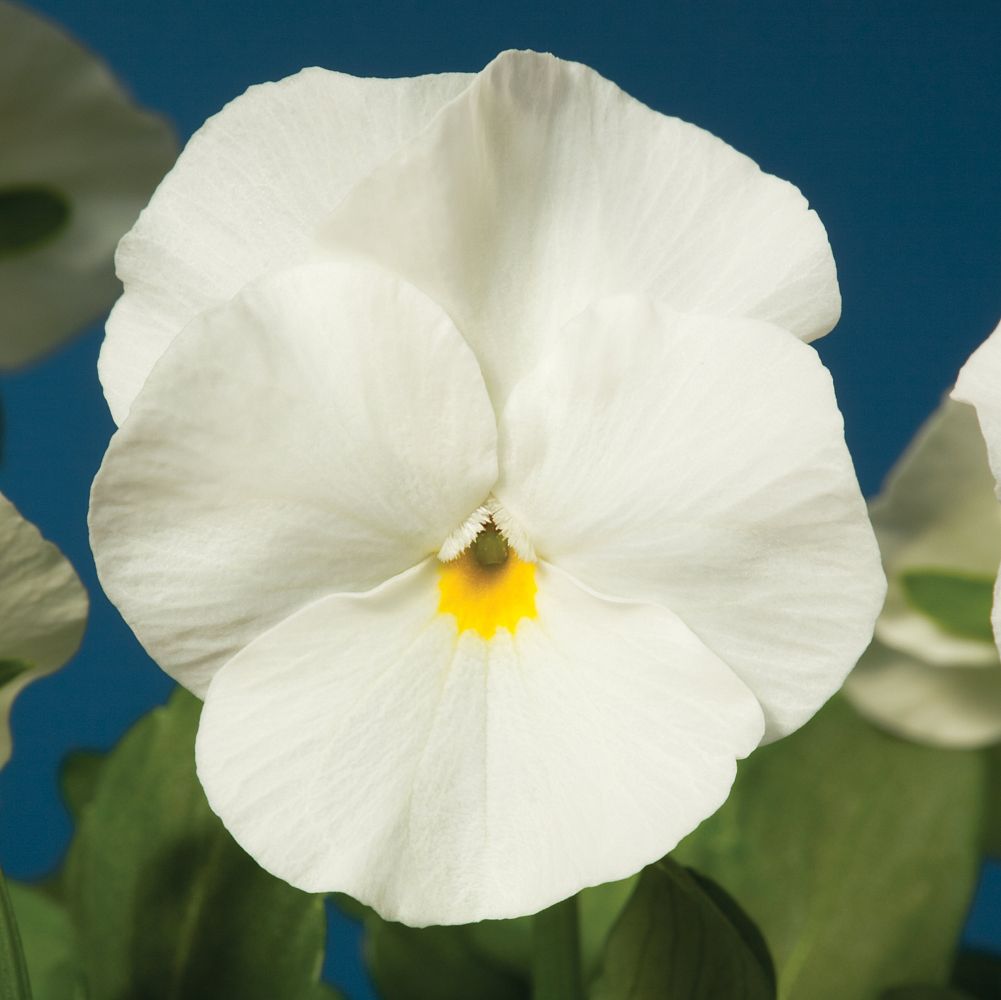 viola-cornuta-penny-white-horned-violet-horned-pansy