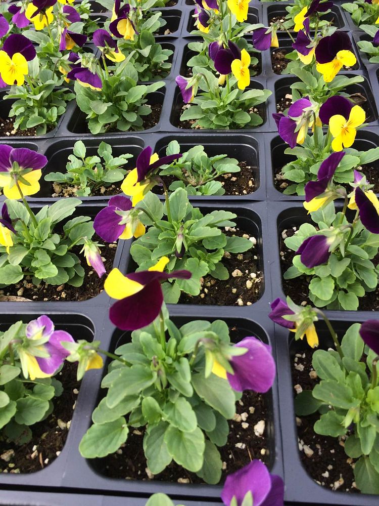 viola-cornuta-sorbet-sunny-royale-horned-violet-horned-pansy