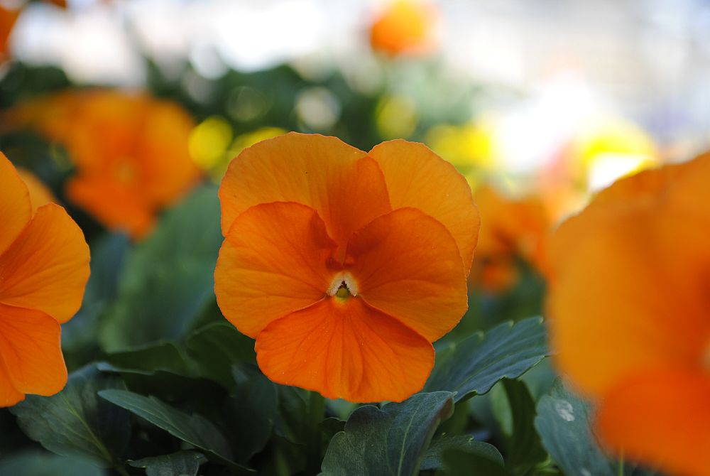 viola-cornuta-sorbet-xp-deep-orange-horned-violet-horned-pansy
