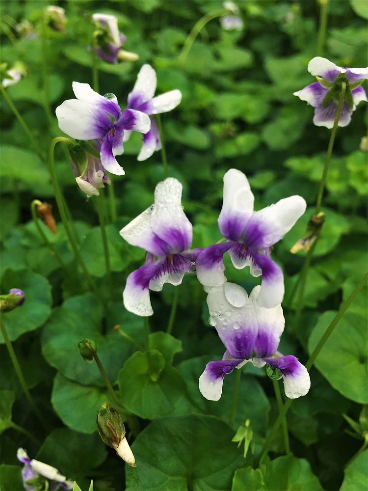 viola-hederacea-australian-violet