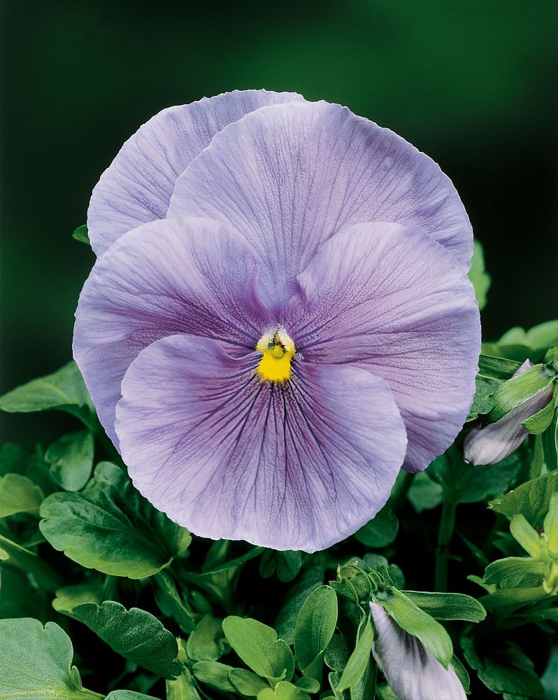viola-pansy