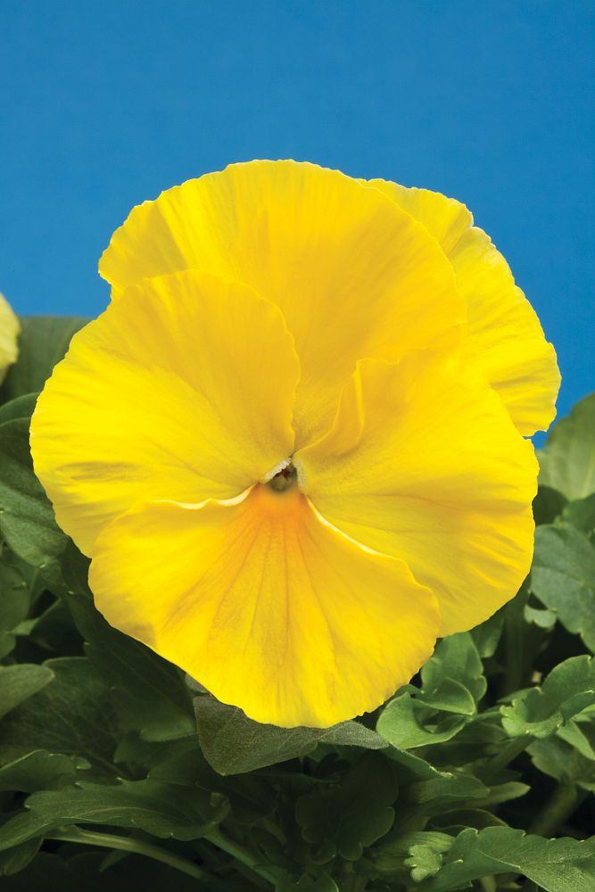 viola-pansy