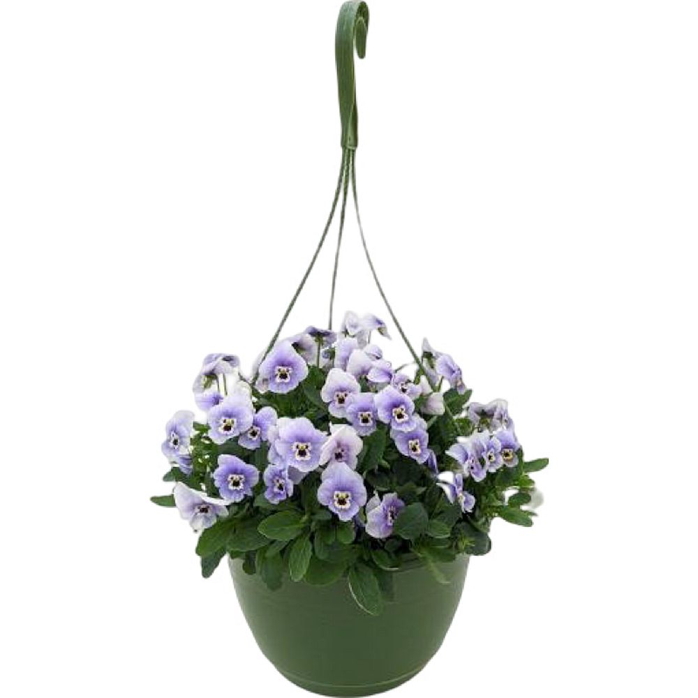 viola-pansy