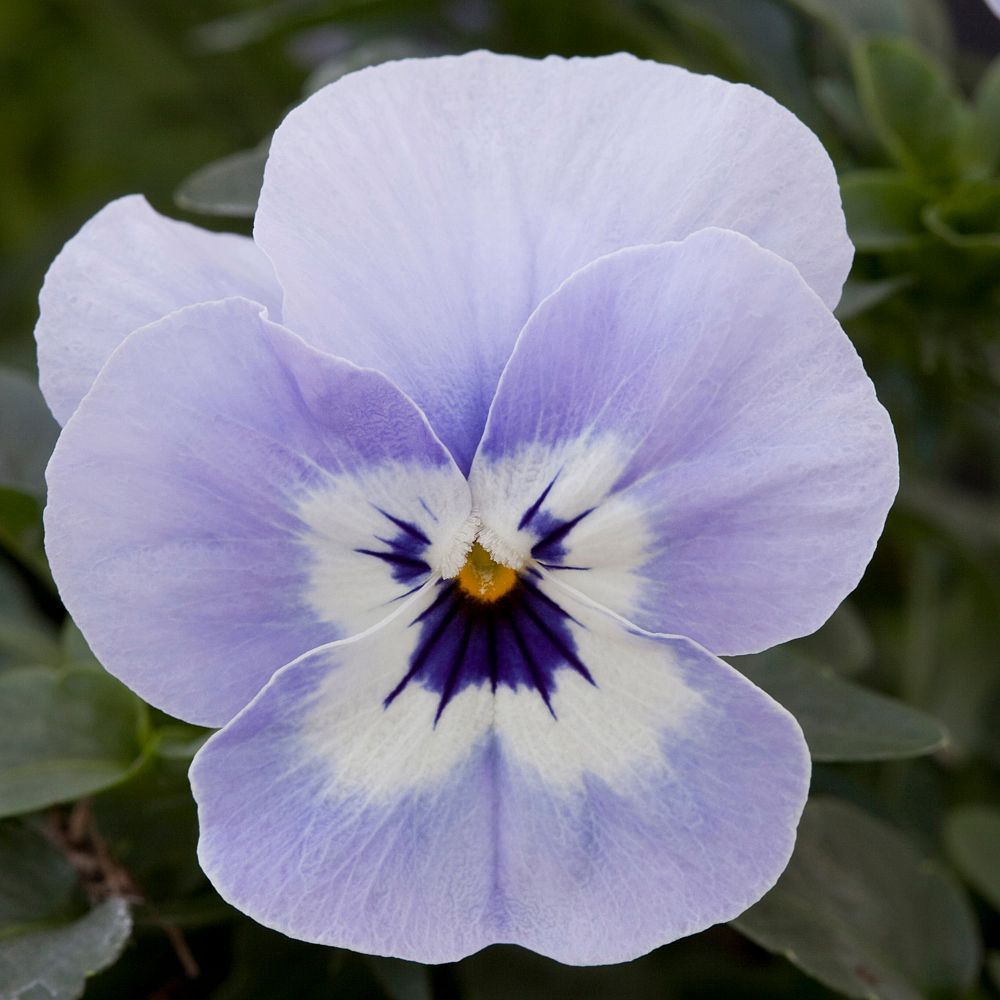 viola-pansy