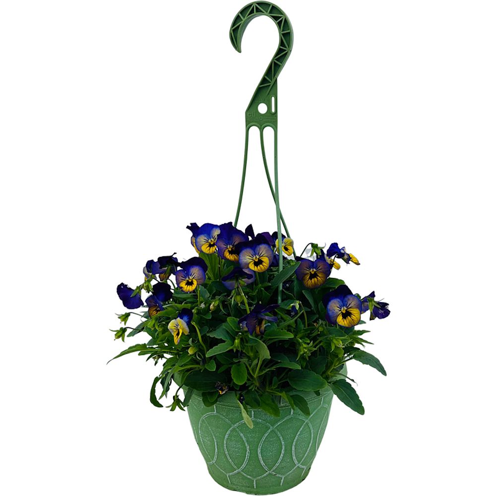viola-pansy