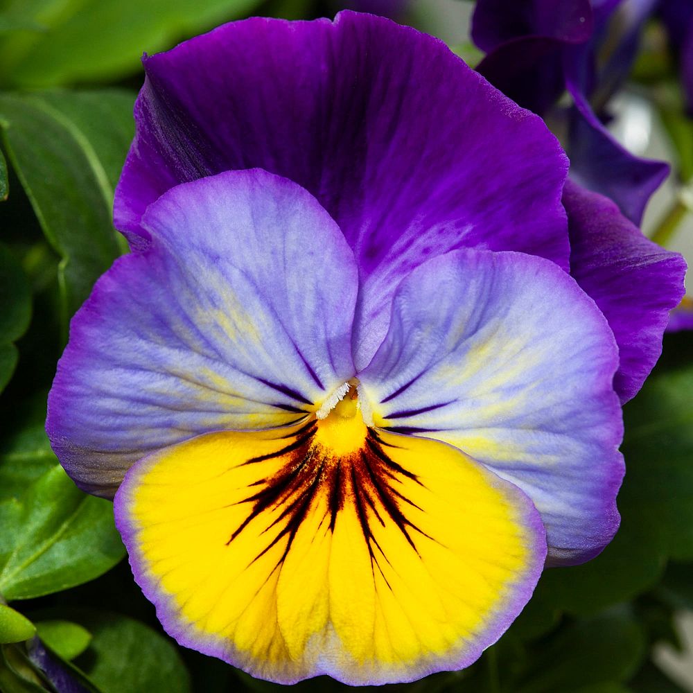 viola-pansy