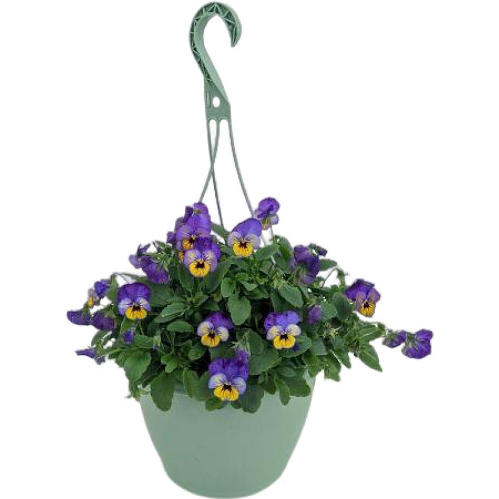 viola-pansy