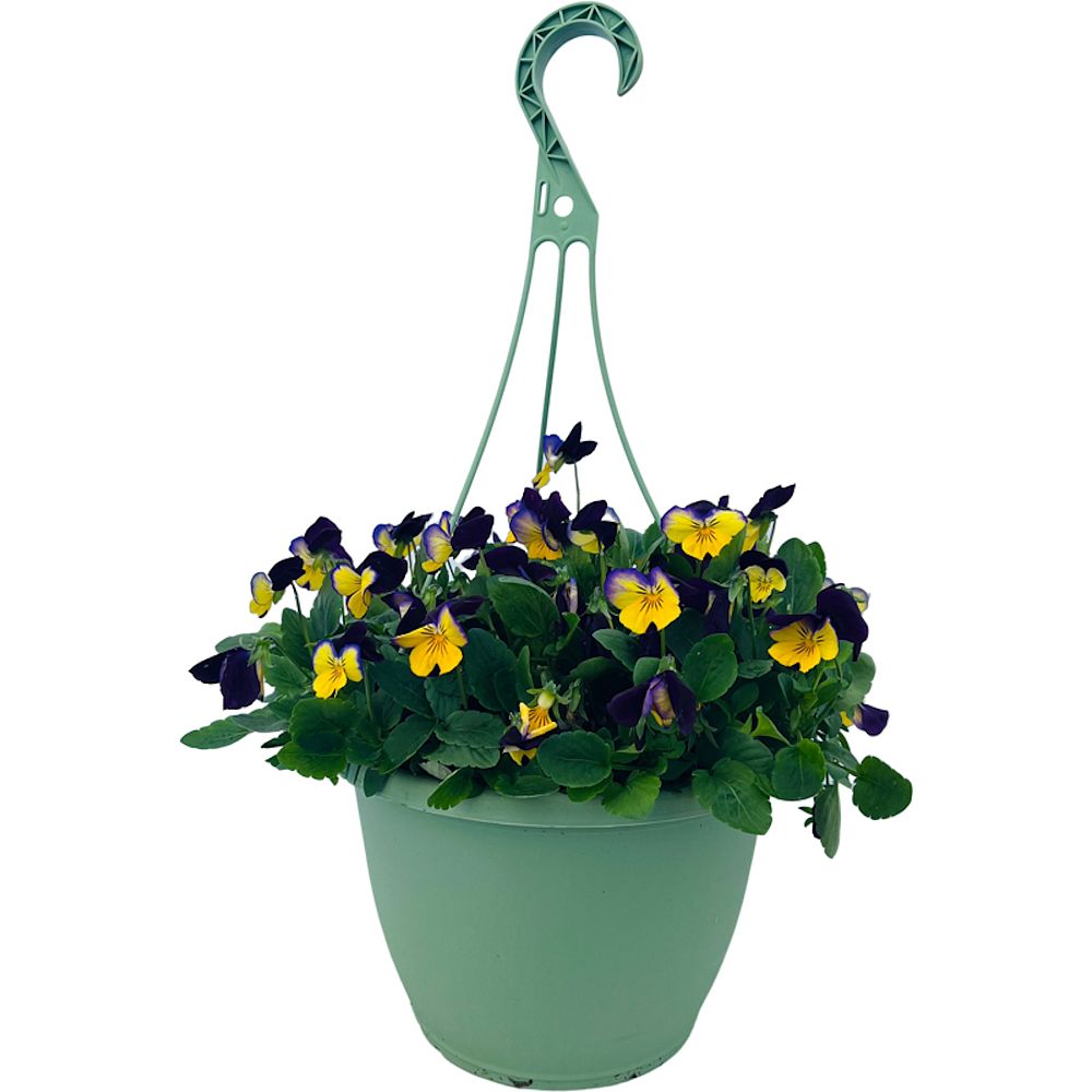 viola-pansy