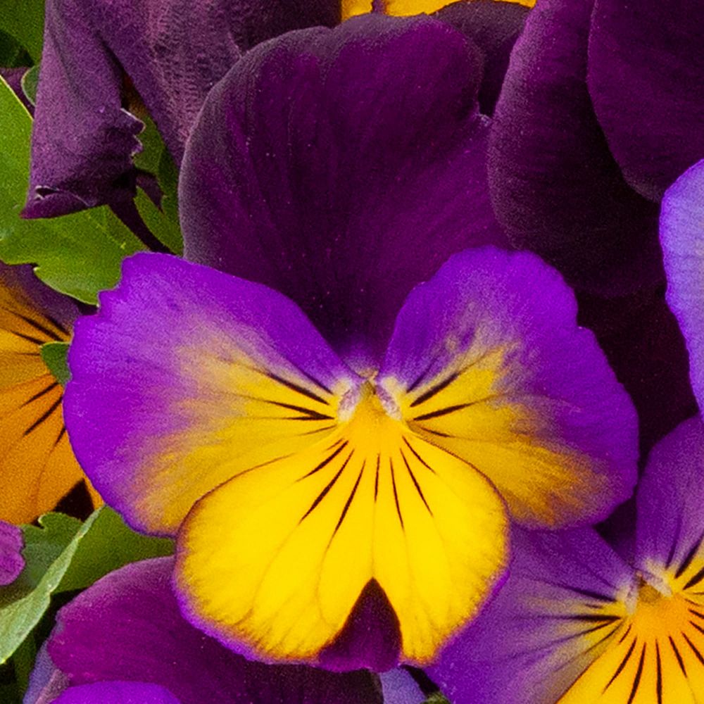 viola-pansy