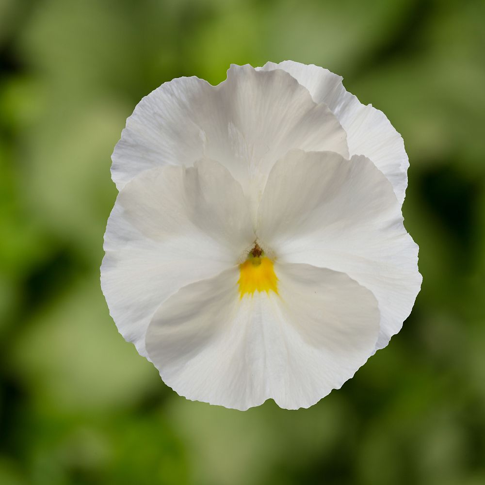 viola-pansy