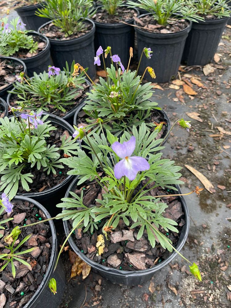 viola-pedata-crow-foot-violet-bird-s-foot-violet