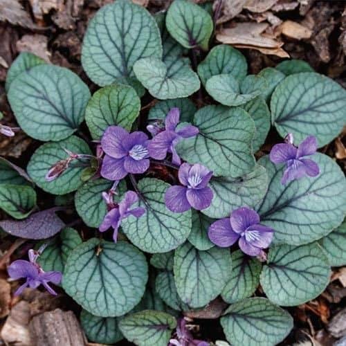 viola-walteri-silver-gem-walter-s-violet