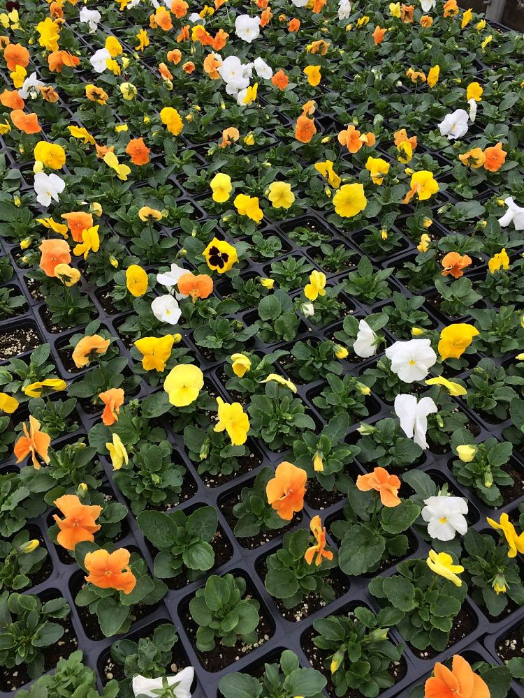 viola-x-wittrockiana-citrus-mix-pansy
