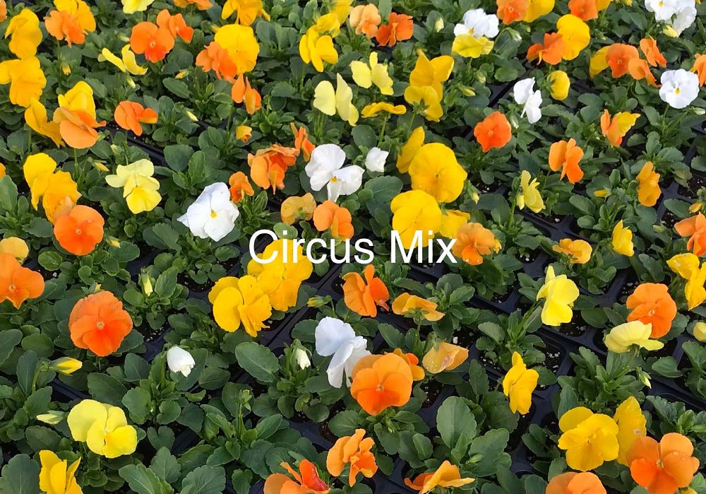 viola-x-wittrockiana-citrus-mix-pansy